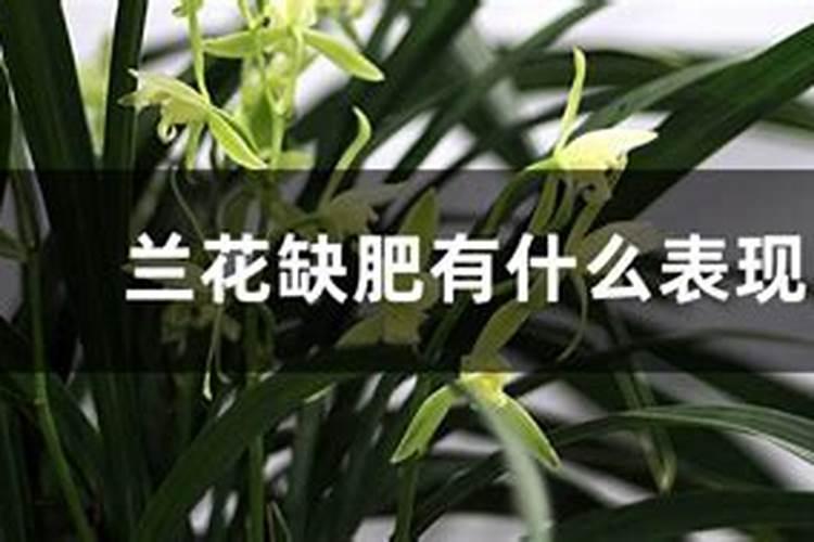 米兰花缺肥是什么症状？