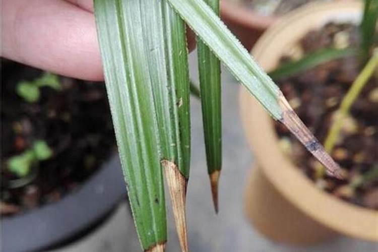 米兰花在春天叶子发黄发黑,新发出来的芽没多久就变黑了,请问是什么原因...