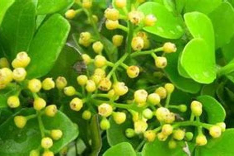 米兰花叶为什么发黄