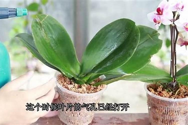 如何给蝴蝶兰喷叶面肥施肥呢？