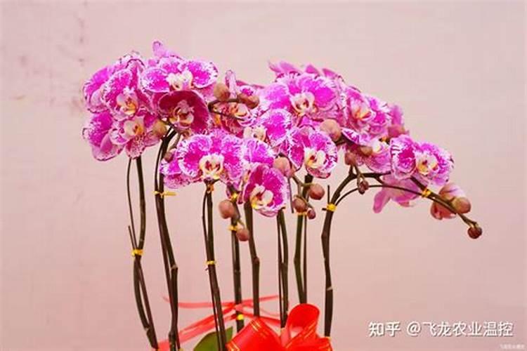 蝴蝶兰水养殖怎么施肥