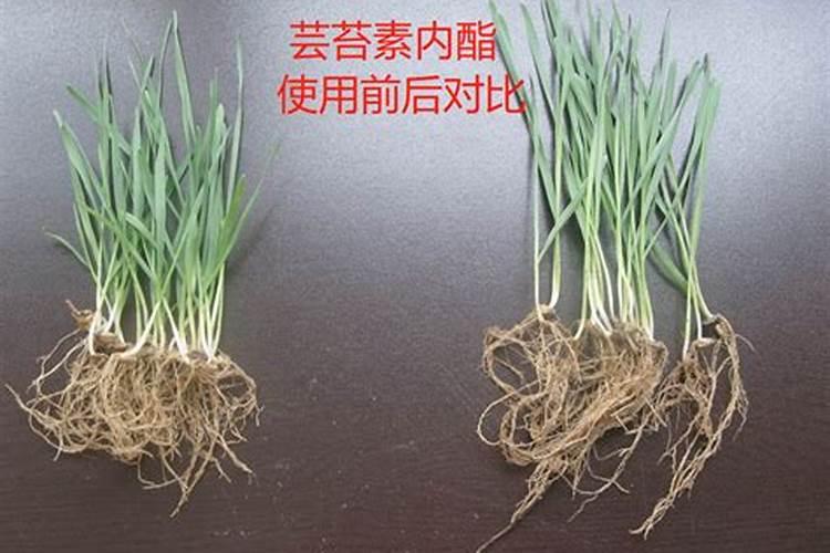 油菜育苗期芸苔素用量多少合适？