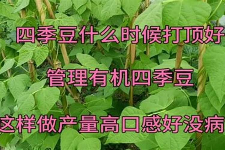 四季豆什么时候打硼肥效果好？
