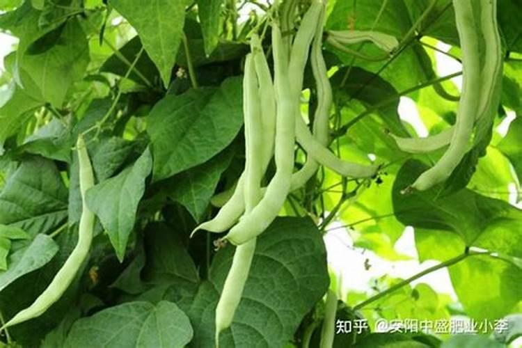 种植四季豆提高产量的施肥技巧有哪些 四季豆应该怎么养殖