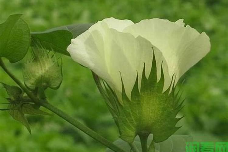 棉花栽培过程中怎样施用硼肥