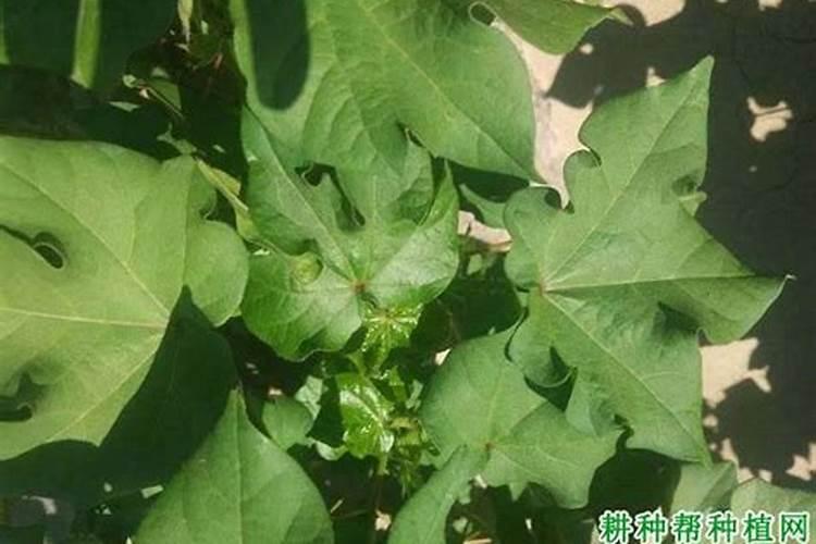 棉田怎样合理施用硼肥？