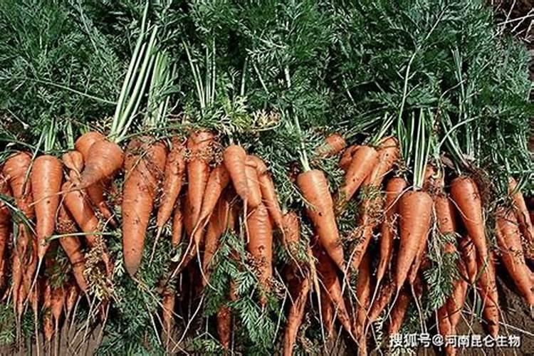 胡萝卜重茬根腐用什么防治好？