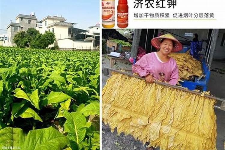 什么肥料对烟草早黄,长不高有好的效果？