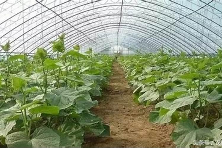红菜苔要用多少磷肥作基肥最好？