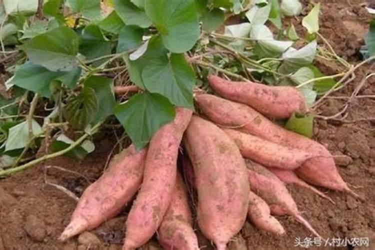 红薯如何种植才能获得高产？