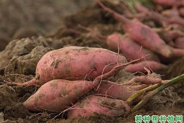 种红薯什么时候施肥