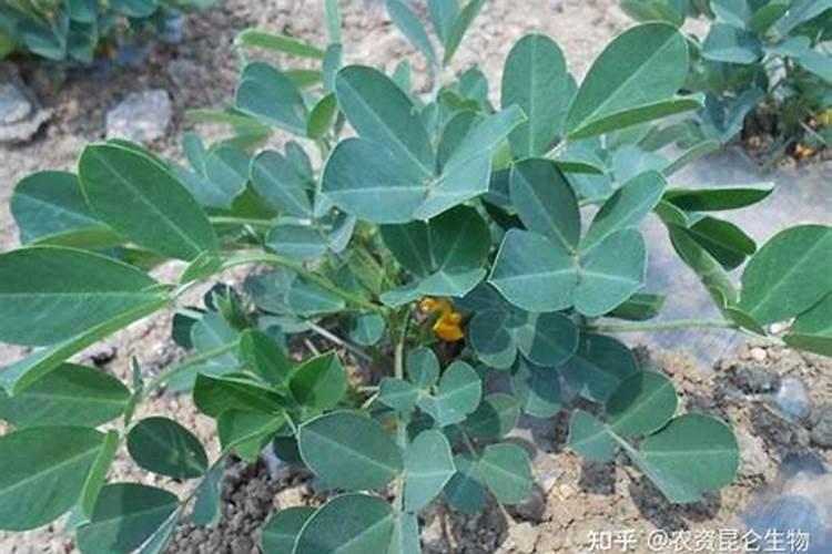 阴天可以打花生药和叶面肥吗北方？