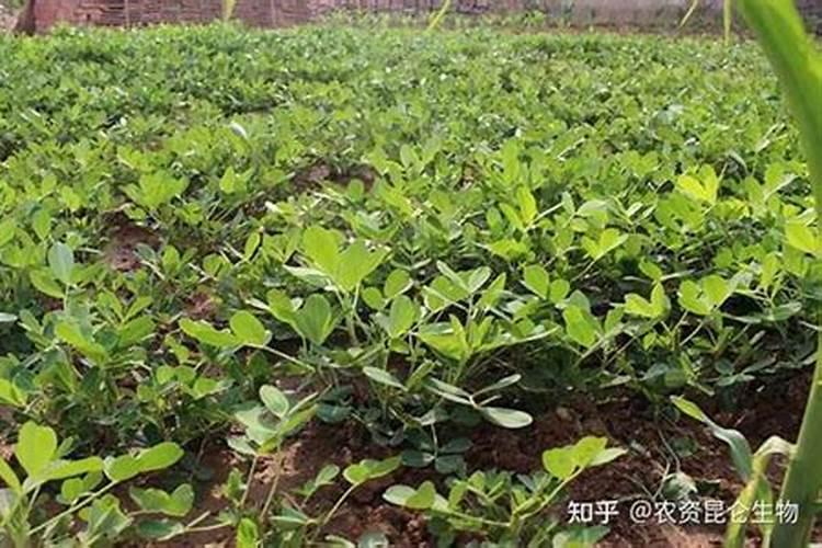 花生需要打叶面肥吗,花生叶面肥选择及使用方法