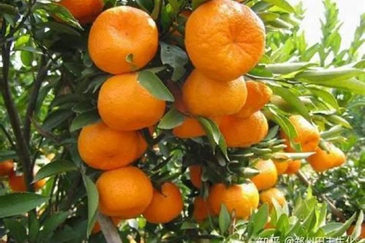 沃柑来年挂果树的施肥方案介绍下可以吗？
