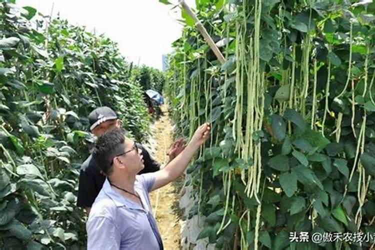 精美田笑大家族豆角种栽培技术要点？