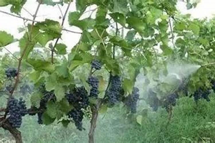 葫芦需要什么肥料 叶面肥使用最佳时间