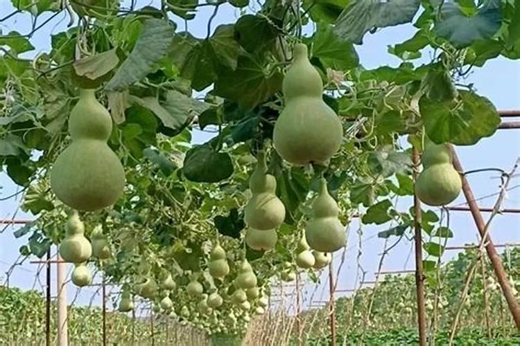 种葫芦用什么肥料好