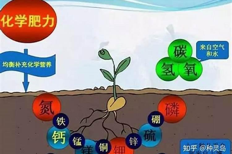 高钾肥抑制氮的吸收吗是什么？