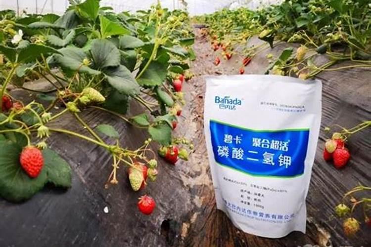 膨果期使用高钾肥越多越好吗？