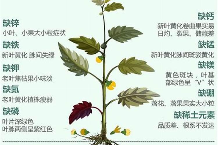 磷肥下多了水会发黑吗怎么办？