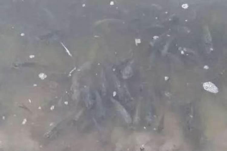 鱼塘水发黑怎么才能让水变清 发黑是什么原因