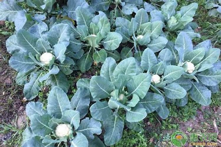 花菜结球期打什么叶面肥最好？