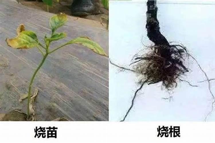 氮肥会烧死植物吗为什么？