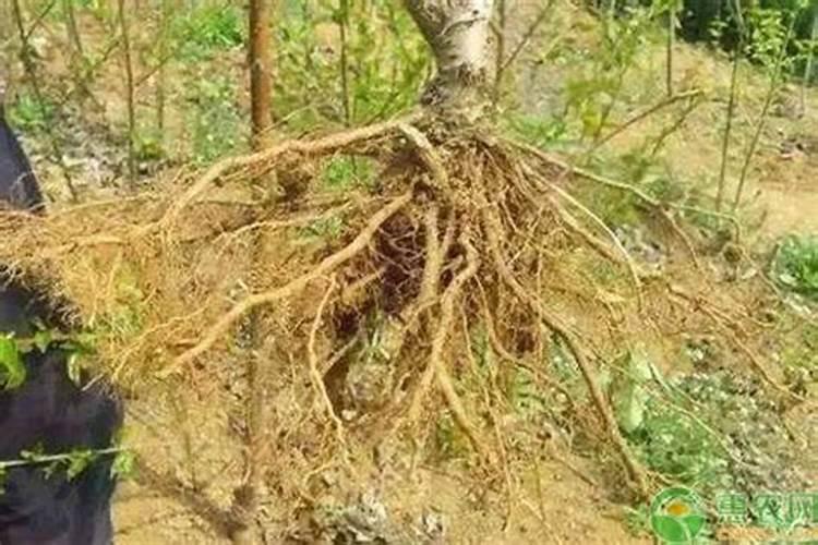 硝态氮对植物根有影响吗？为什么会出现果树烂根的症状？