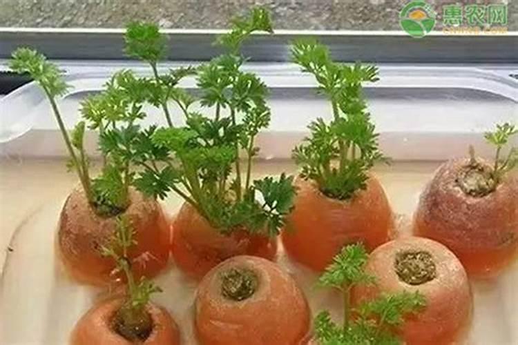 水培蔬菜生根肥有哪些？