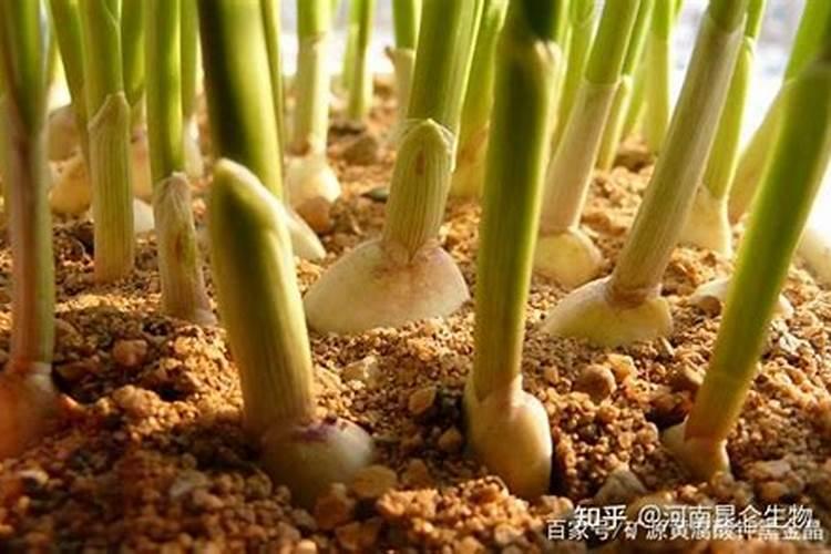 大蒜雨后打叶面肥好不好呀？