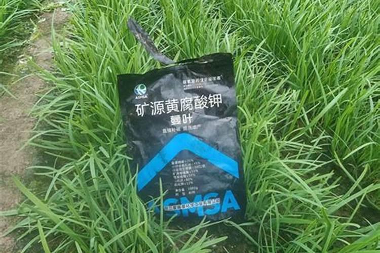 刚栽完的韭菜用黄腐酸钾兑水灌根可以吗？