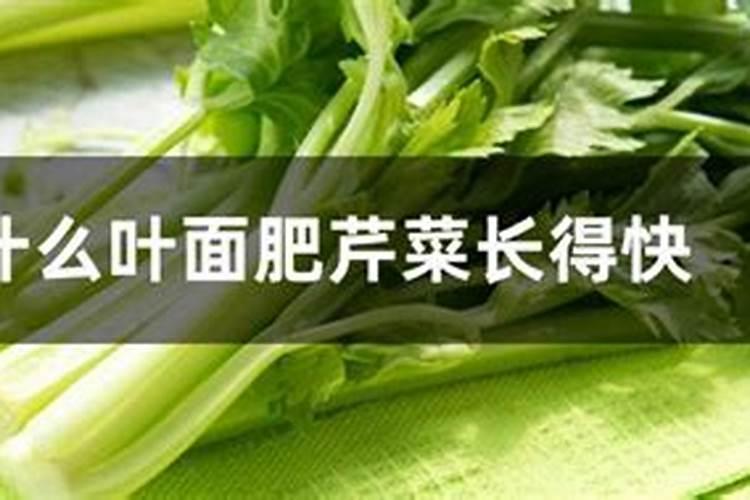 香菜喷什么叶面肥长得快