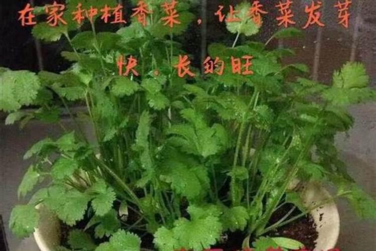 怎么能让香菜快速变绿发亮？生长的更好一些
