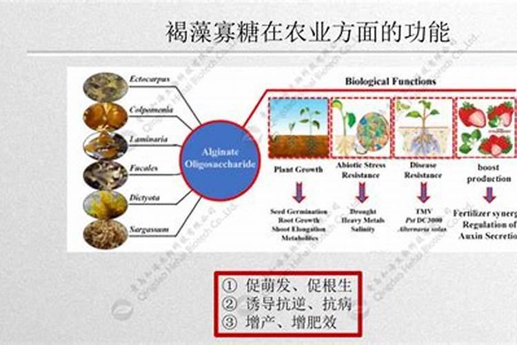 褐藻寡糖在农业上的作用
