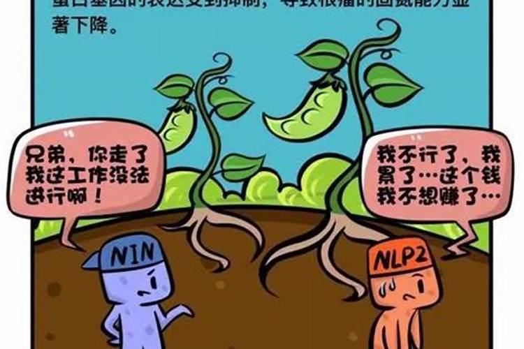 豆子为什么要减少氮肥的吸收？