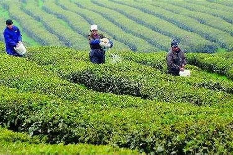 夏茶叶面如何施肥夏茶叶面就应该这样施肥