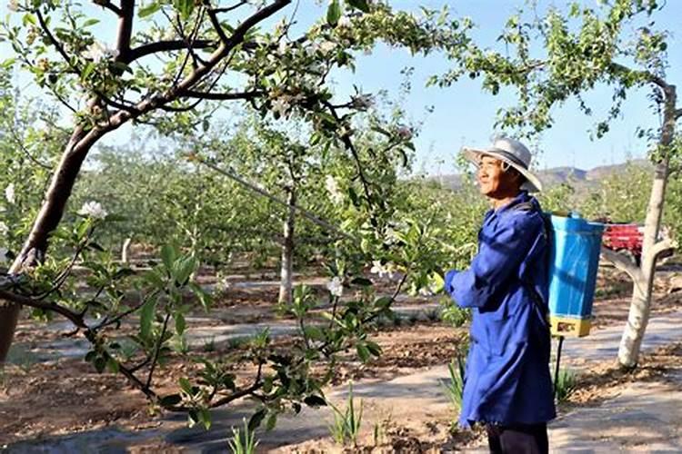 果树喷了硼肥叶子枯萎了怎么办呢？