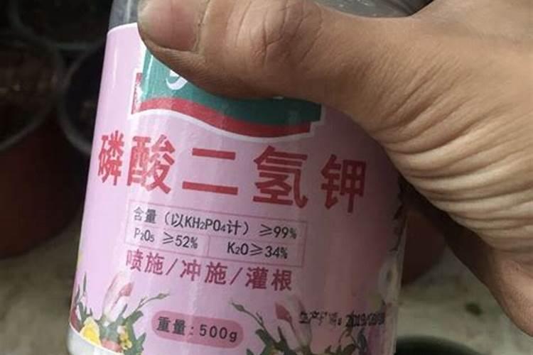 朱砂根什么时候用磷钾肥最好？