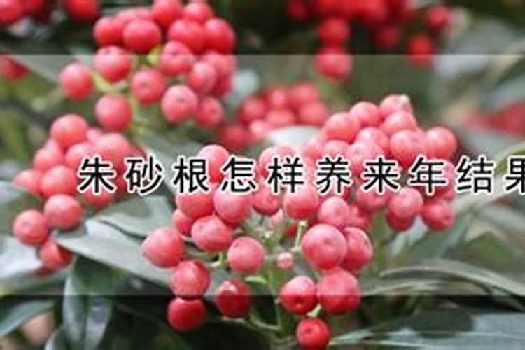 朱砂根怎样养来年结果