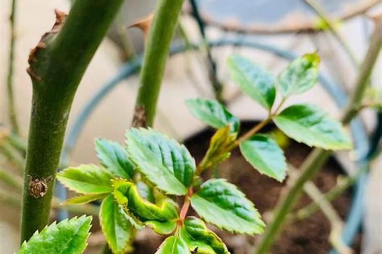 月季花叶用什么肥就绿了？