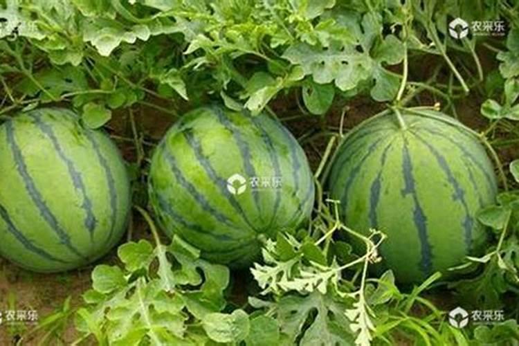 西瓜可以用含氯氮肥吗为什么？