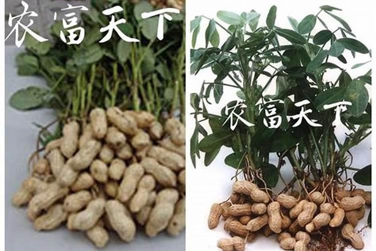 花生需要什么肥料