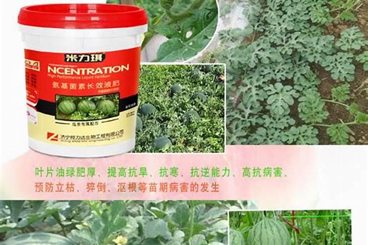 芝麻瓜施什么生根壮松肥最好？