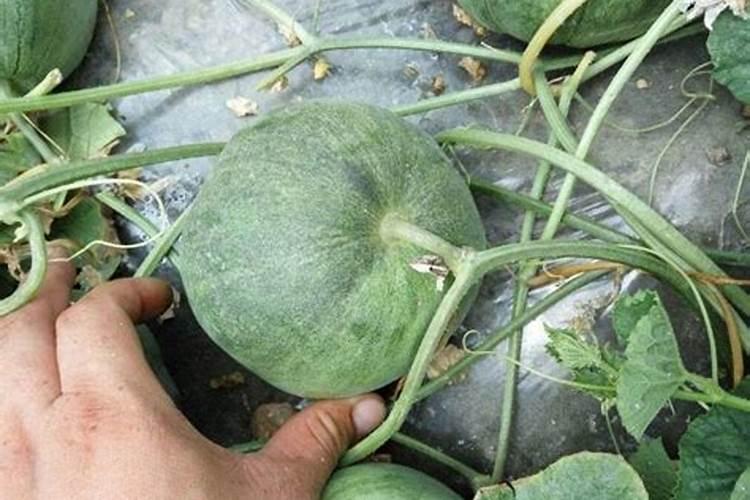 香瓜用什么农家肥好