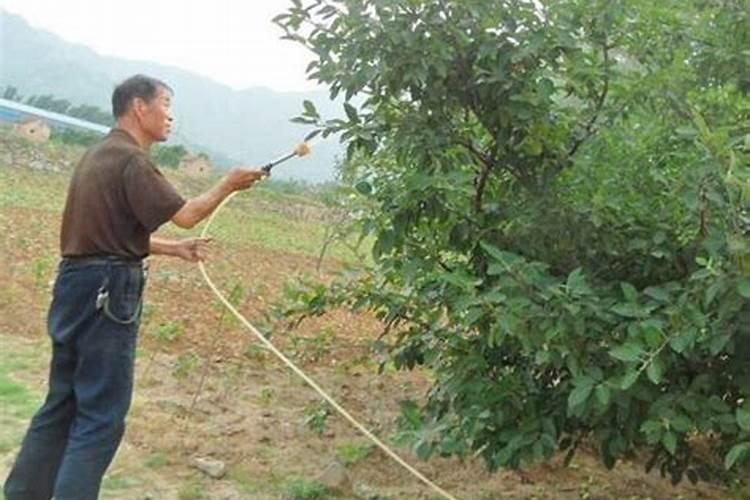 高温果树打叶面肥好吗怎么打？