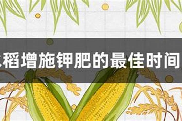 钾肥的最佳使用时间