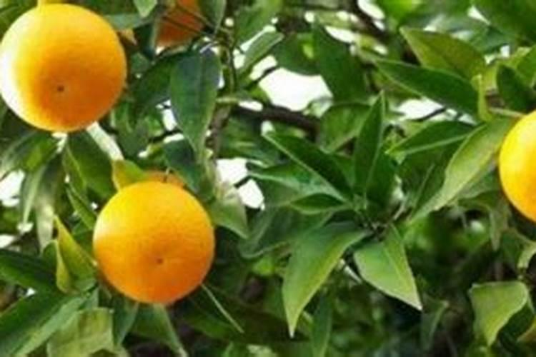 柠檬树施什么肥好