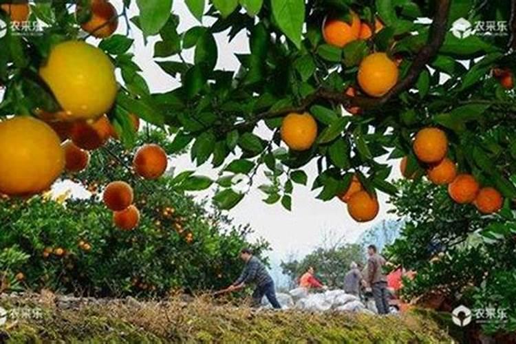 柑橘处于开花阶段适合施用何种肥料