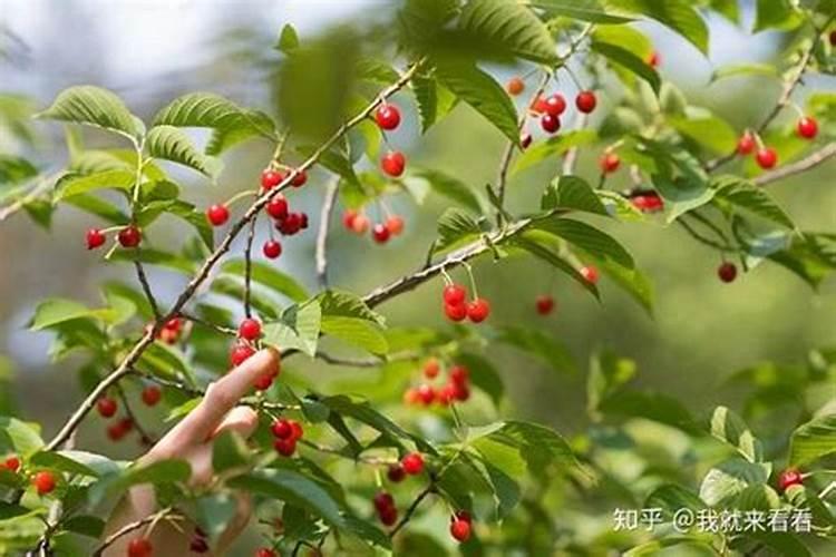 樱桃树水溶肥的使用方法