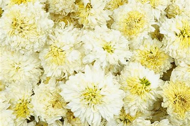 贡菊开花期打什么叶面肥好一点？
